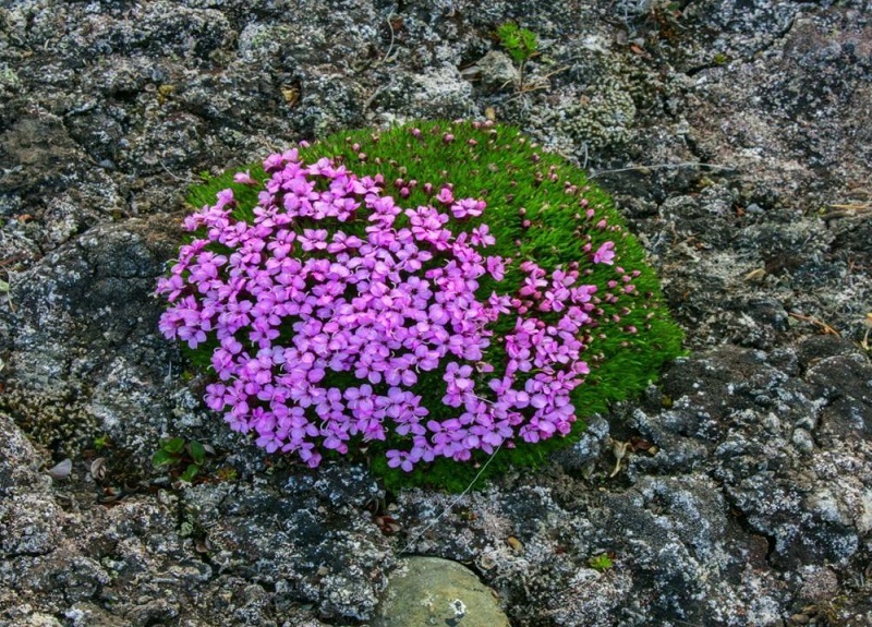 Kinh nghiệm du lịch Bắc Cực: Các loại hoa điển hình ở vùng Bắc Cực