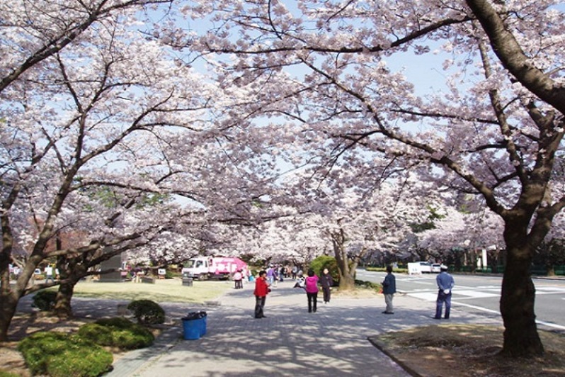 Du lịch Hàn Quốc tản bộ công viên Yeouido