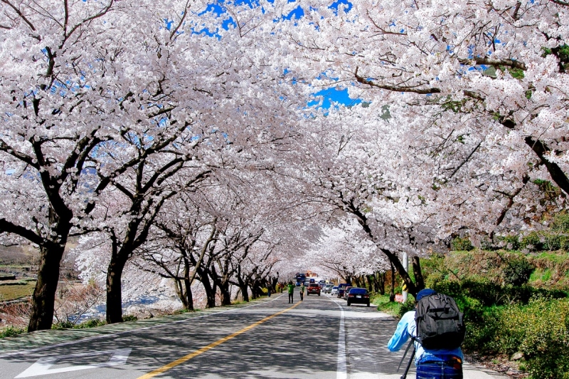 Check in con đường hoa anh đào đẹp nhất Seoul - Yunjungno