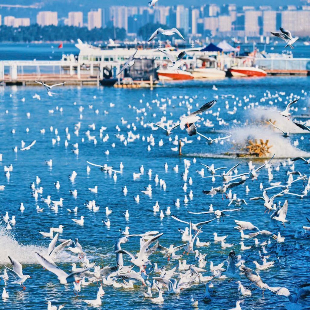 HÀ NỘI – CÔN MINH – KIỆU TỬ SƠN 4N3Đ (Mã tour: NNHANTQCM-VD02)