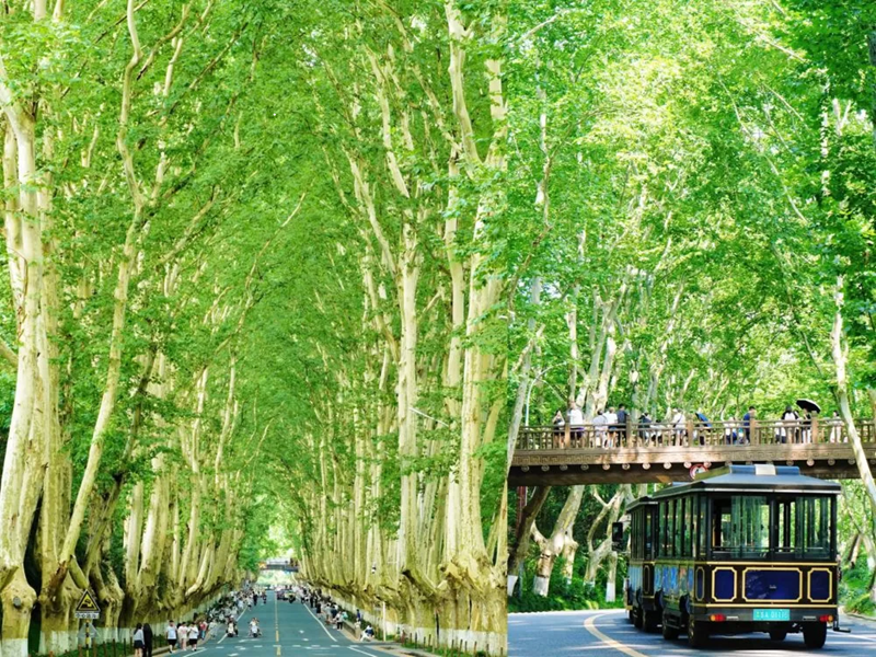 THƯỢNG HẢI– DƯƠNG CHÂU – NAM KINH – CHU TRANG CỔ TRẤN NO SHOPPING 6N5Đ (Mã tour: NNHANTQTH-NNN08)