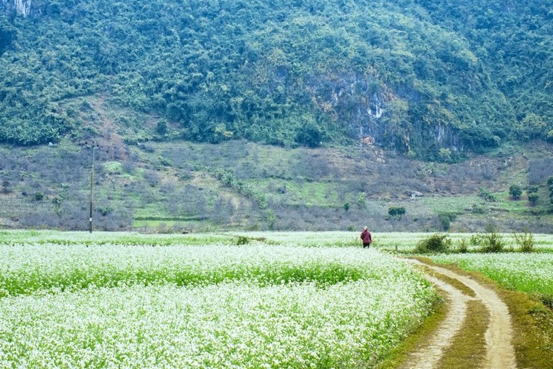 Kinh nghiệm du lịch Mộc Châu mùa cải trắng năm 2019