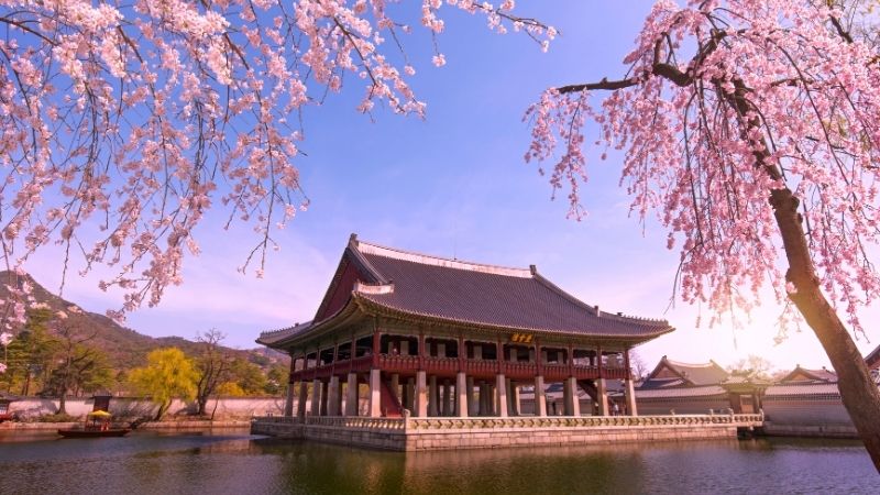 HÀ NỘI – BUSAN – SEOUL – ĐẢO NAMI – INCHEON- NGẮM HOA ANH ĐÀO 2025 6N5Đ (Mã tour: NNHANHQ-LV03)