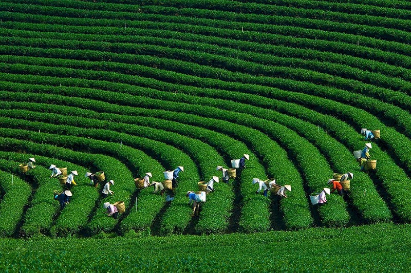 HÀ NỘI  - MỘC CHÂU – MAI CHÂU – HÀ NỘI